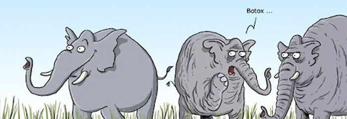 Botox elephant